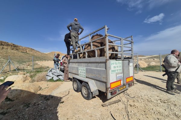 גמלים(2)